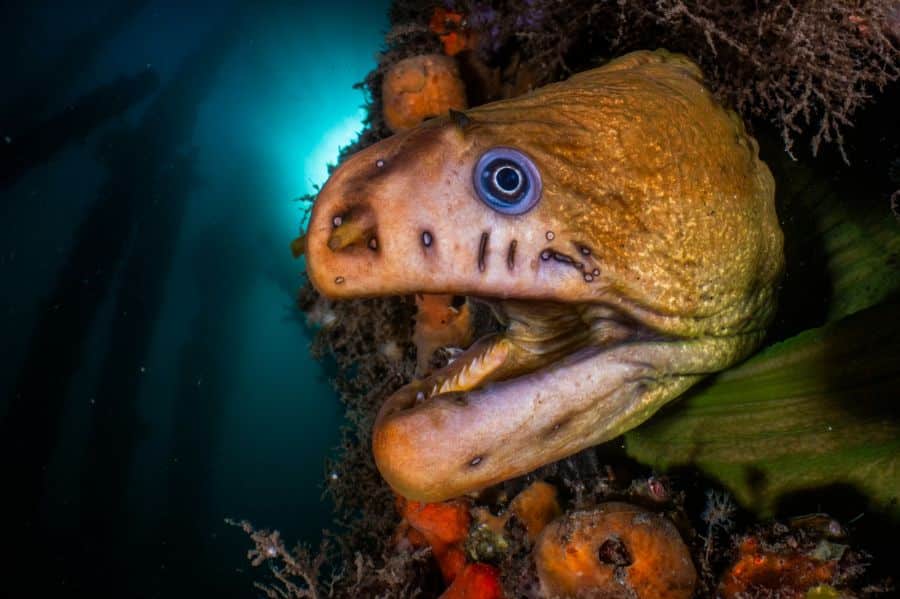 Grand prix international de l'académie des sciences