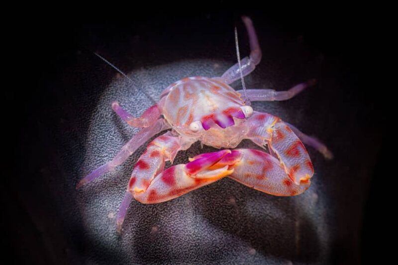 Grand-prix-jury-2026