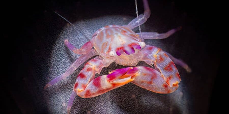 Grand-prix-jury-2026